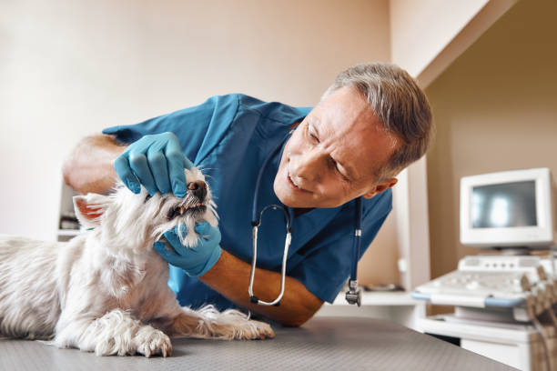 Best 24-Hour Emergency Dental Care in Princeton Meadows, NJ